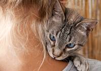 Toxoplasmose