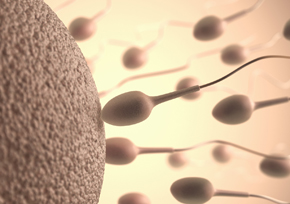 Pause erhöht Fruchtbarkeit des Mannes